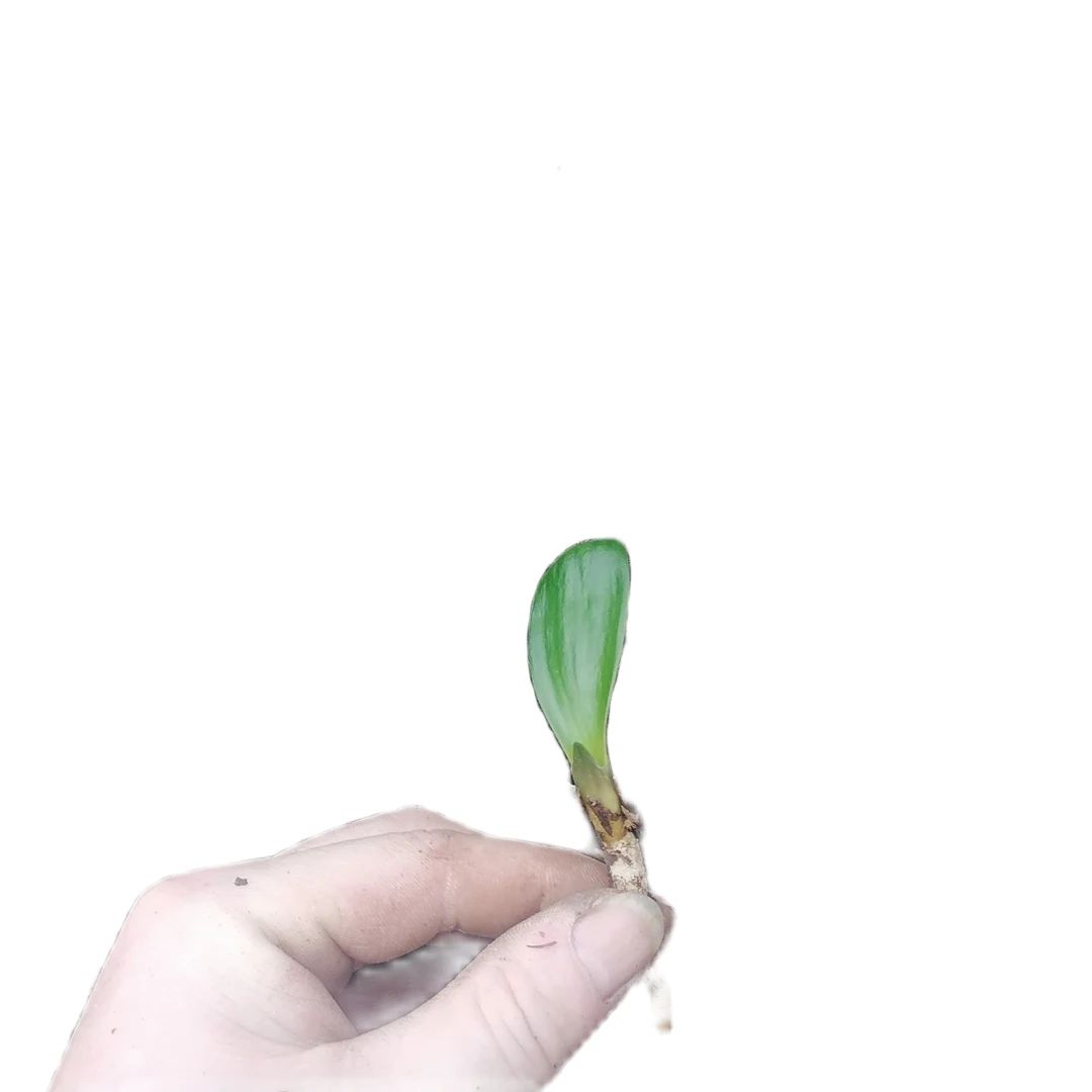 宽叶君子兰春季一叶苗，裸根发货，新疆西藏内蒙海南等地区不包邮