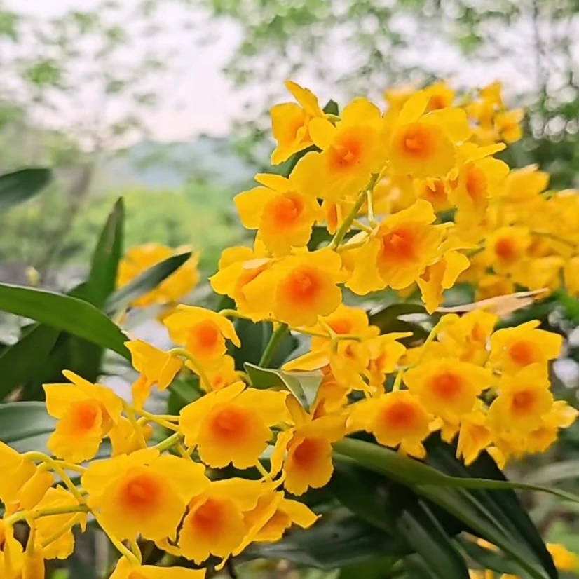 鼓槌石斛花卉盆景
