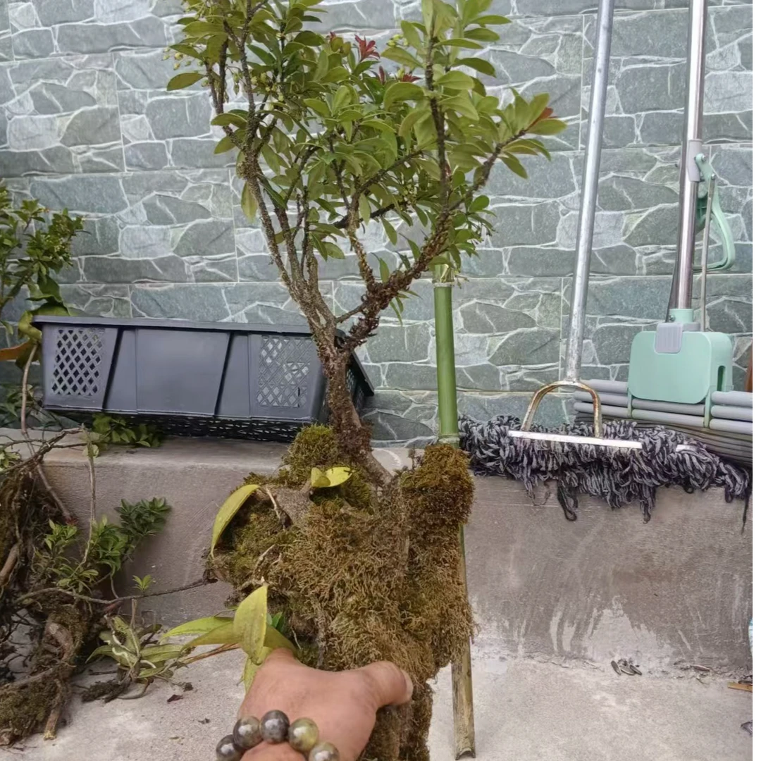 树萝卜，石斛寄生桩（一物一拍）