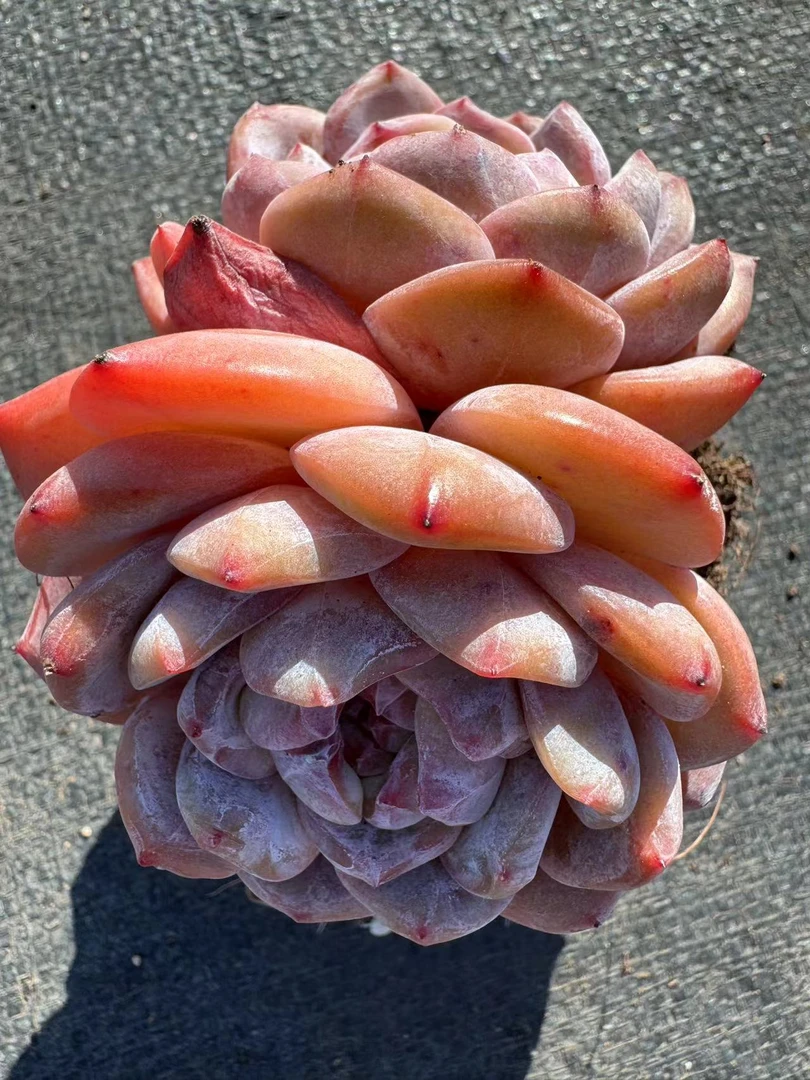 紫皮星影橙梦露多肉【满19包邮】