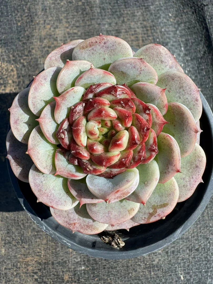 单头天鹅绒多肉【满19包邮】