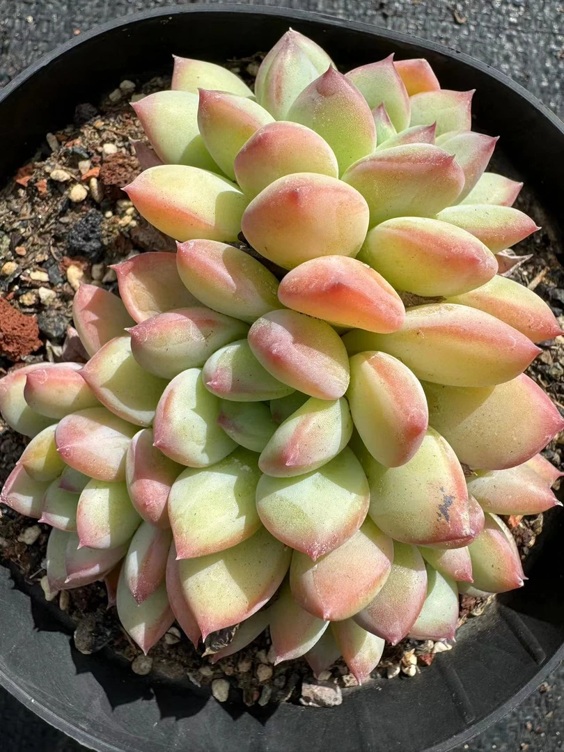 蜜糖多肉【满19包邮】