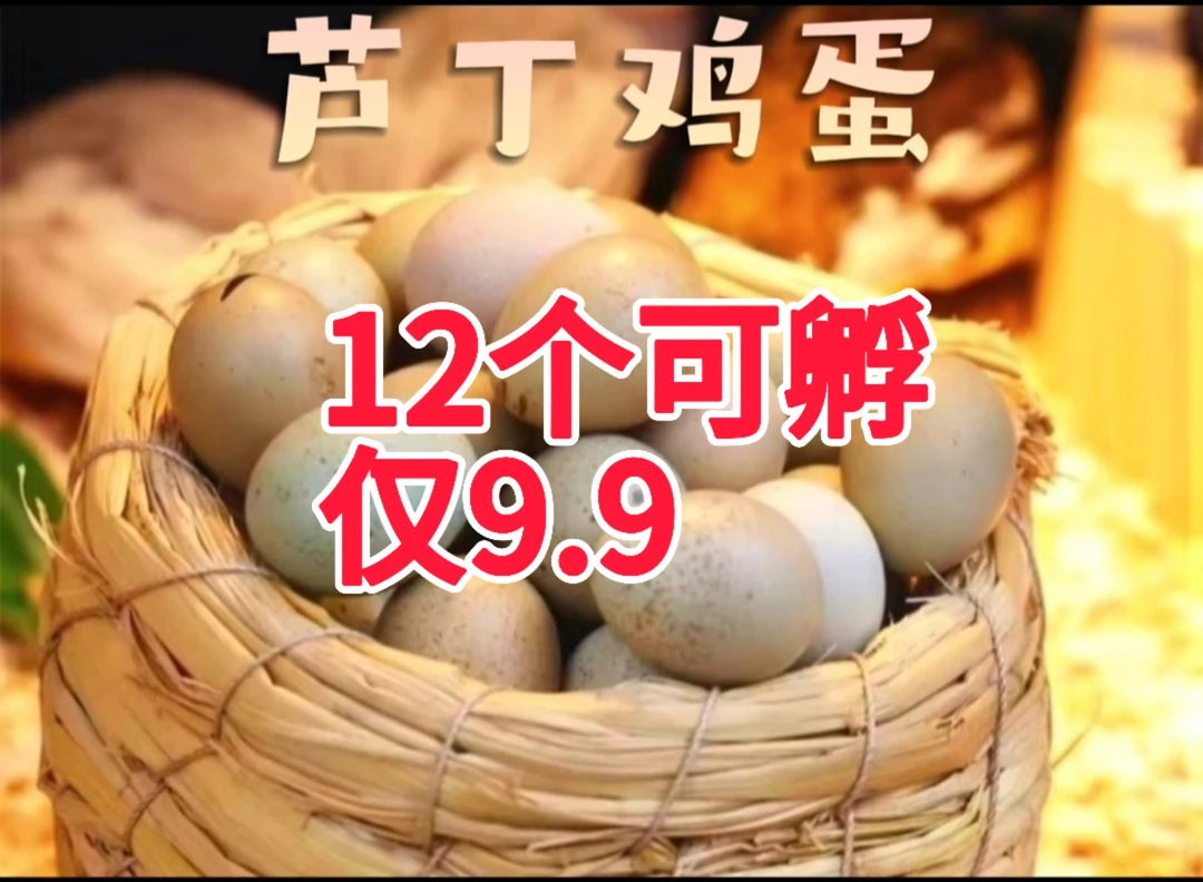 【预热优惠】芦丁鸡蛋可孵，数量有限先到先得