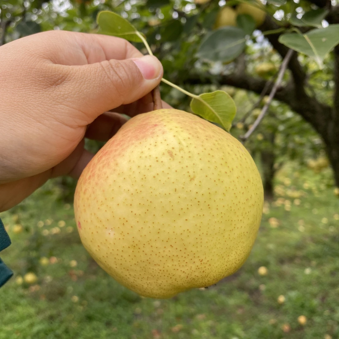 庄河红肖梨5斤   香脆多汁