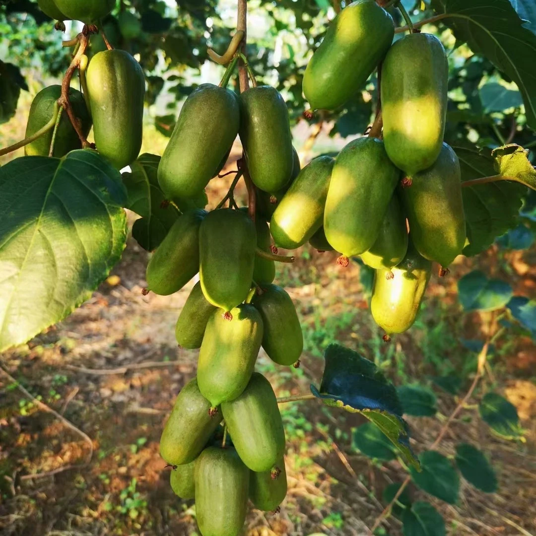 软枣猕猴桃 【龙城二号】现摘现发