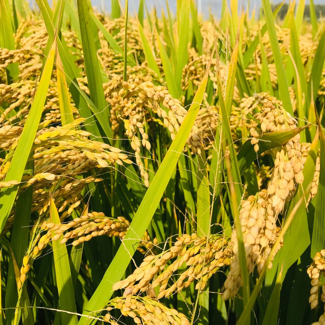 庄河盐碱地胚芽米2025年新米