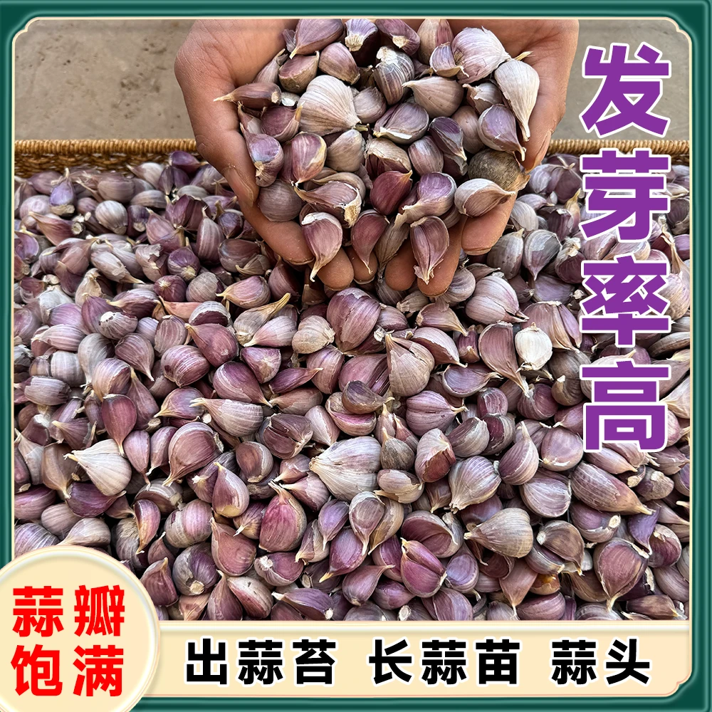 2025年正宗云南紫皮蒜瓣老品种香可吃可种头红种大蒜头大蒜种子