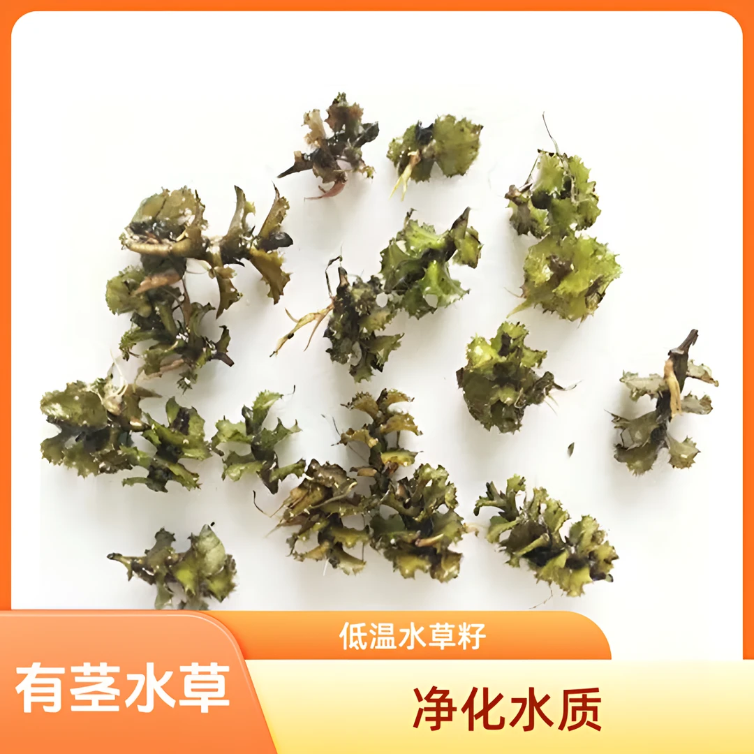 麦黄草草籽种子菹草石芽低温生长小龙虾养殖专用水草籽水草种子