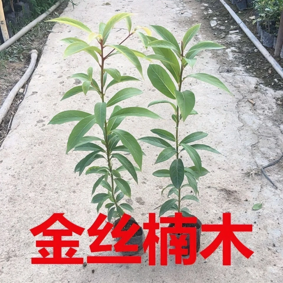 四川金丝楠树苗名贵苗木小叶桢楠金丝楠木树苗盆栽抗寒绿化苗木