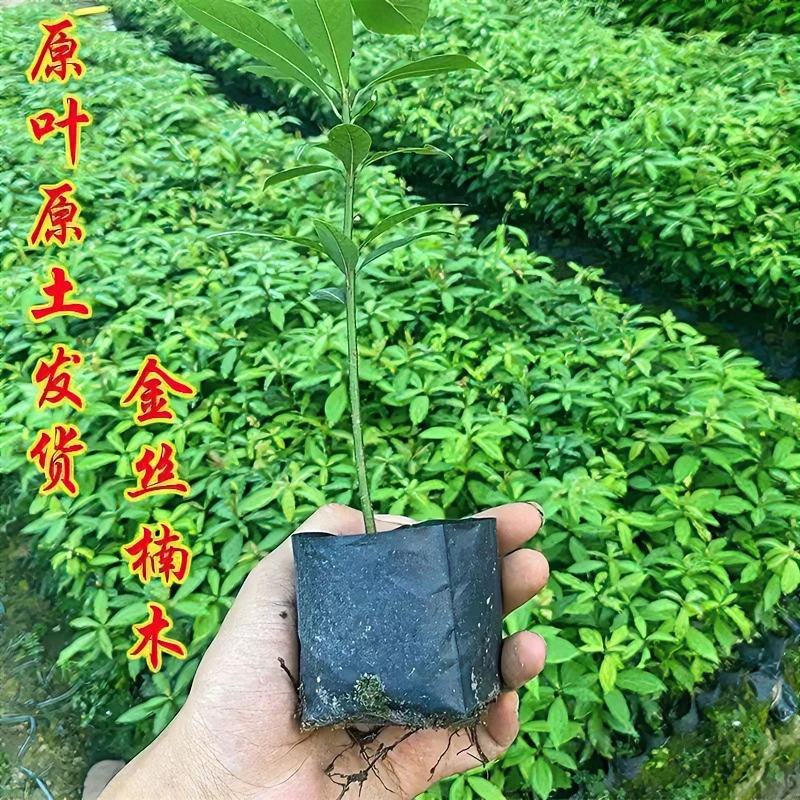 金丝楠木植物树苗名贵苗木绿色正宗四川小叶桢楠带土带叶发货