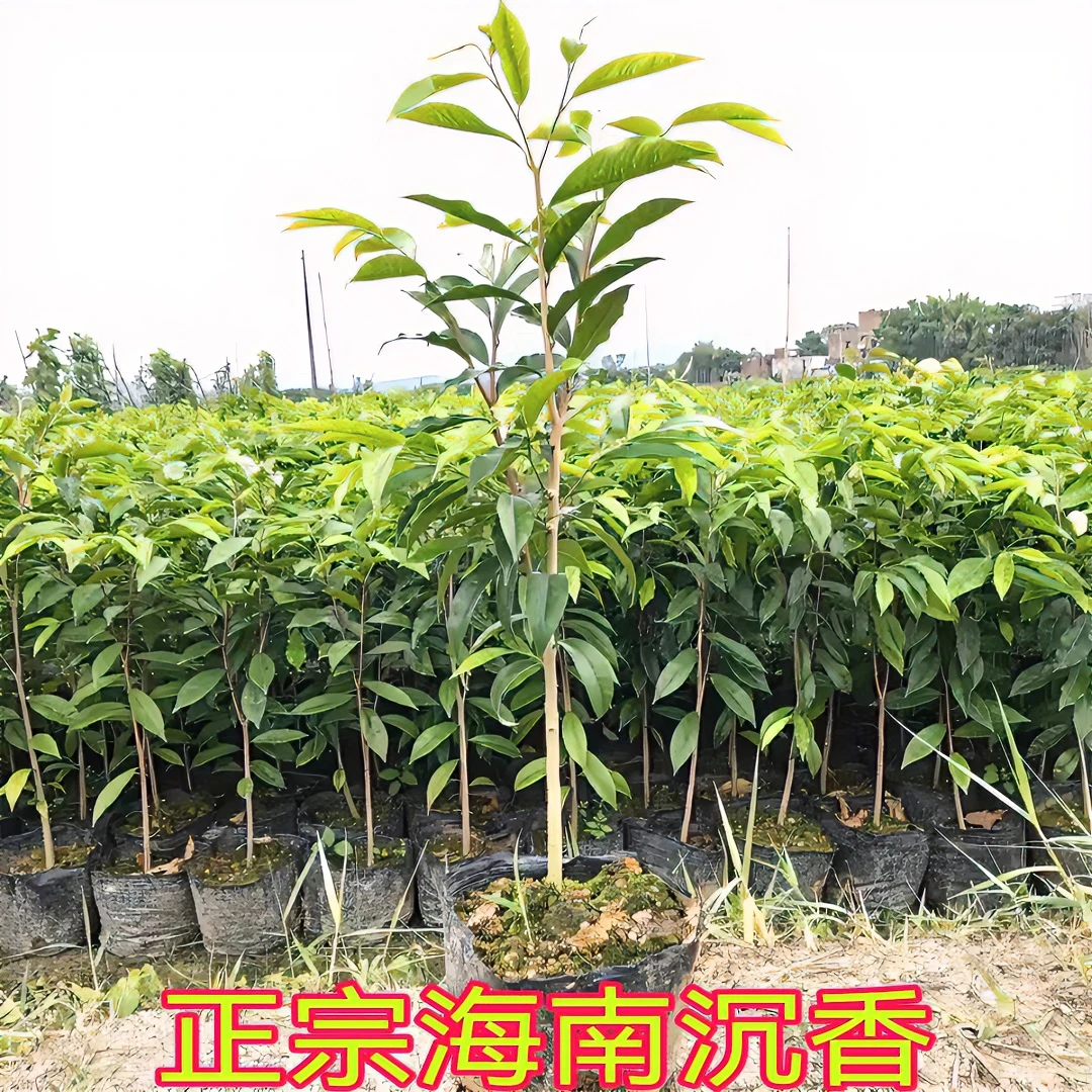海南沉香树苗土沉香苗奇楠沉香树苗名贵树苗绿色批发树苗庭院