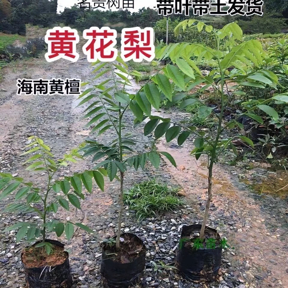 【黄花梨树苗】正宗名贵苗木黄花梨植物珍苗木降香黄檀木树苗带土