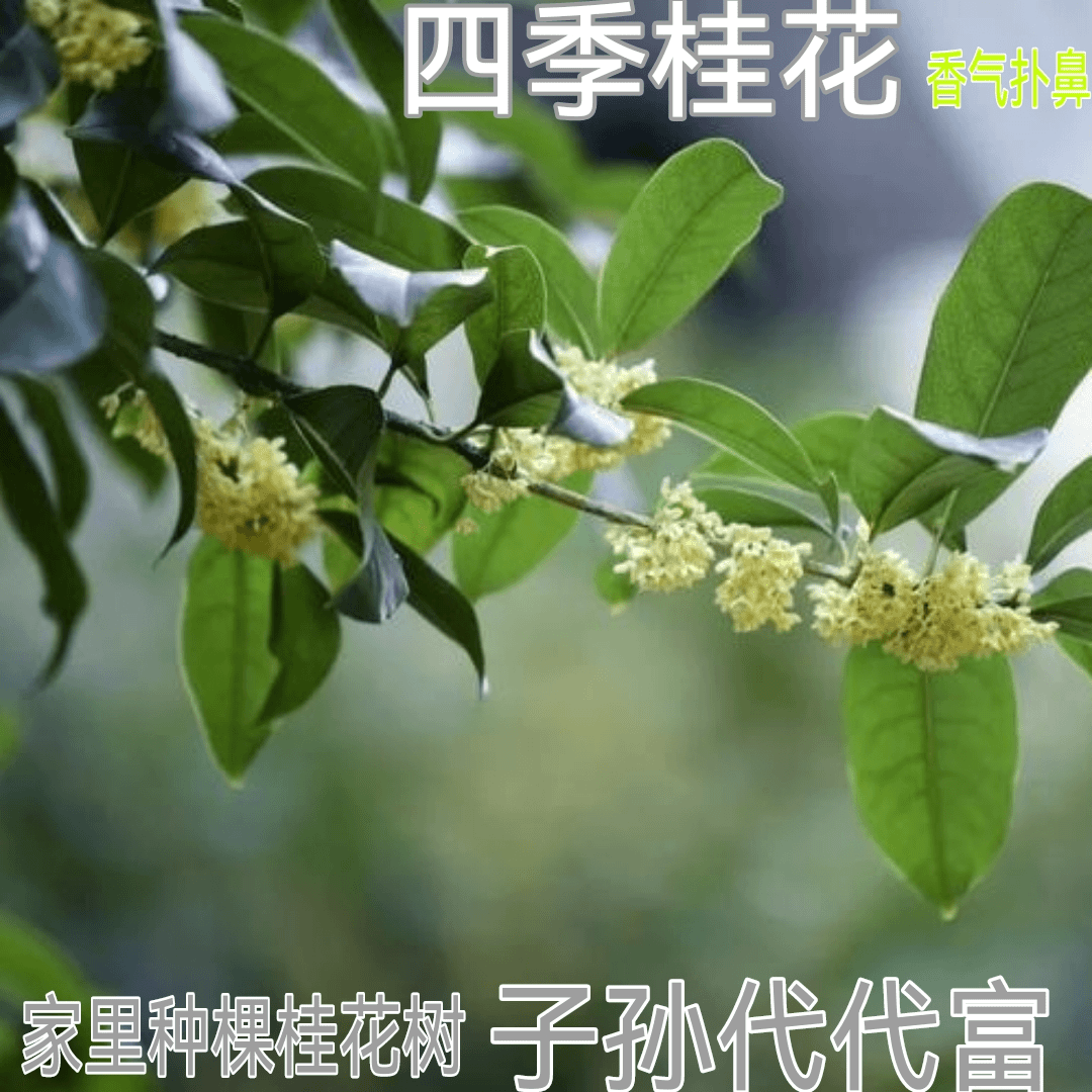 【桂花树苗】四季桂白色花阳台庭院盆栽植物易种好管理栽种花期长