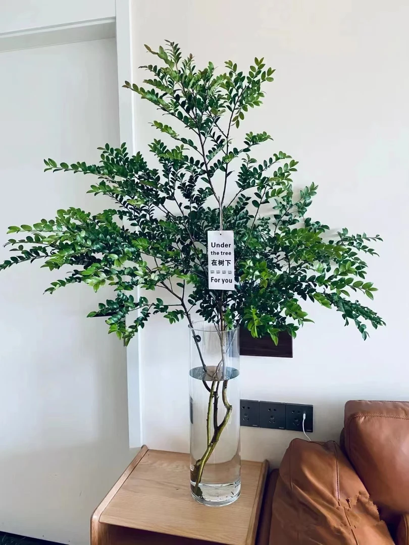 美男树水培植物室内好养护家里茂盛马醉木鲜切吊钟枝高端水培绿植