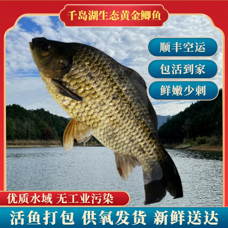 【活鱼到家】千岛湖鲫鱼原生态黄金鲫鱼稀缺超大3-5斤/1条 新鲜顺丰