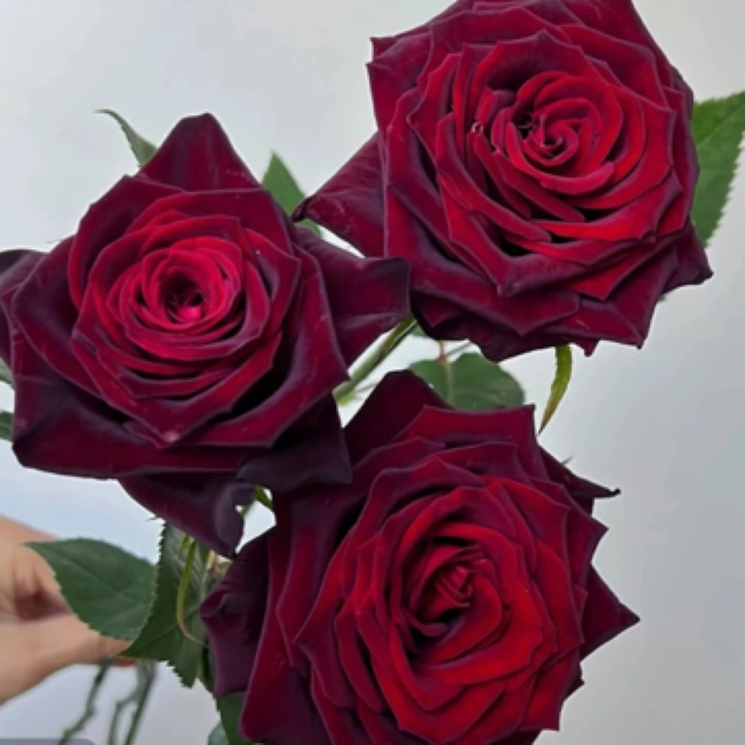 180盆【黑巴克】切花玫瑰盆栽高级丝绒感带花苞发货庭院阳台好养