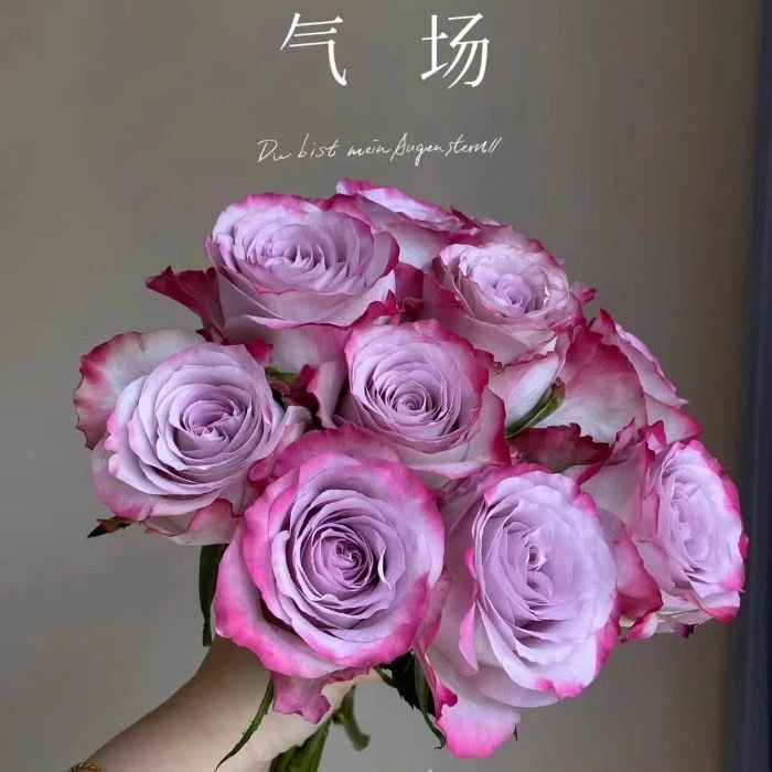 超新品【 气场】大花切花玫瑰粉紫双复色单头阳台庭院盆栽月季花苗