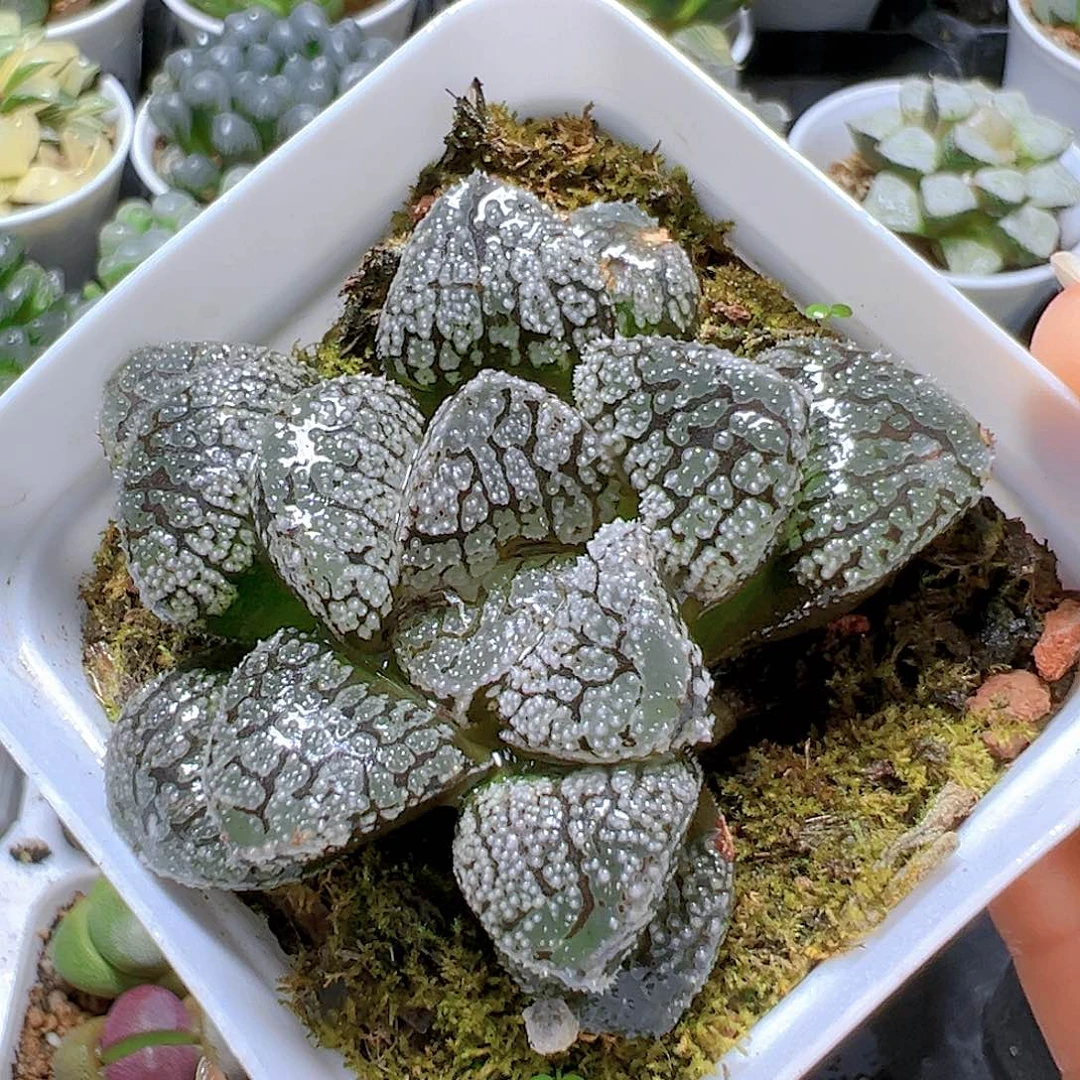 魔多寿多肉多肉多肉多肉