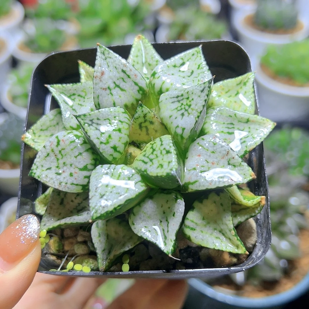 潘多拉魔盒多肉多肉