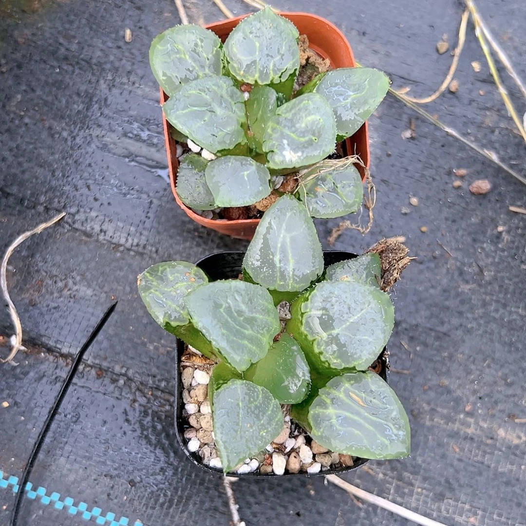 Z沁影克玉露多肉一颗