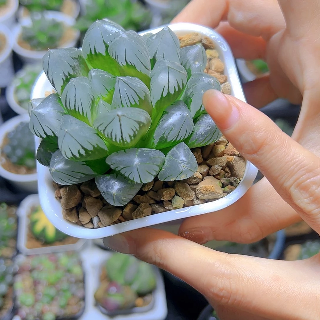 水晶玉露多肉多肉多肉 1