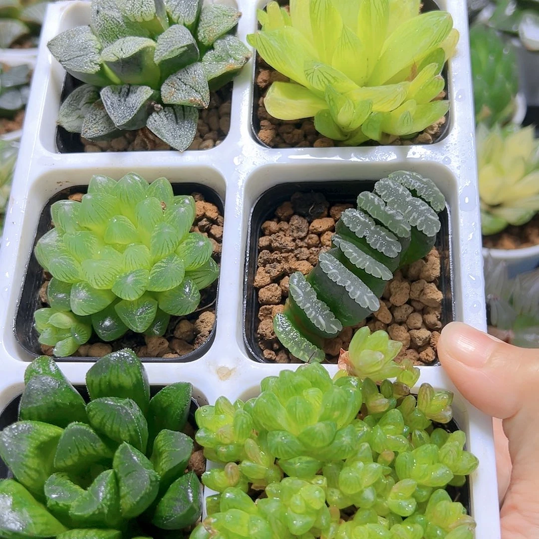 新人套餐玉露多肉01