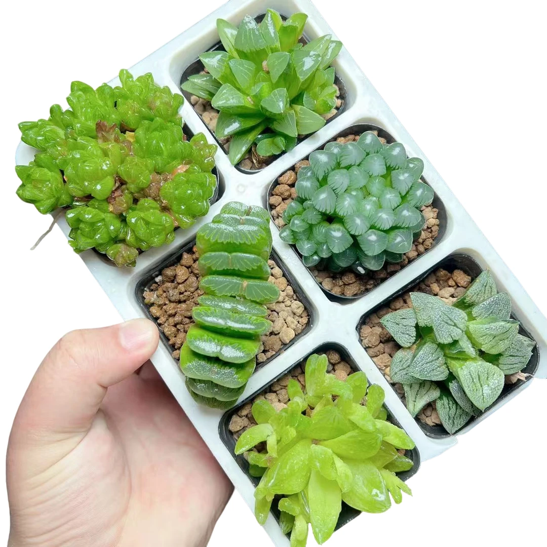 【六颗套餐3】十二卷新手好养多肉植物根系带土原盆栽培种植拍下发