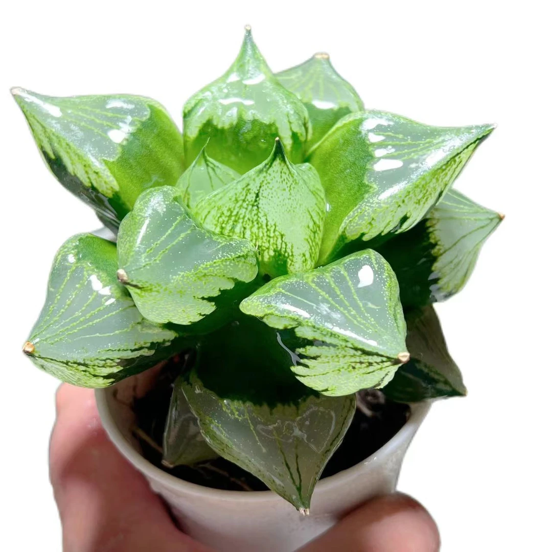 【巨无霸裹般若】十二卷新手好养多肉植物根系带土原盆栽培种植拍下
