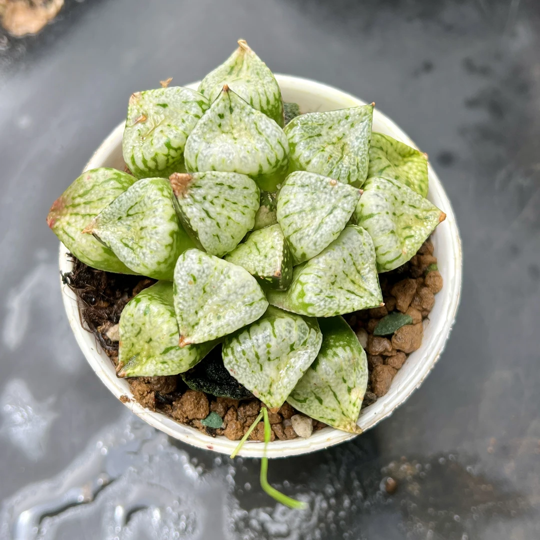 粉哆啦十二卷新手好养多肉植物根系带土原盆栽培种植拍下发货