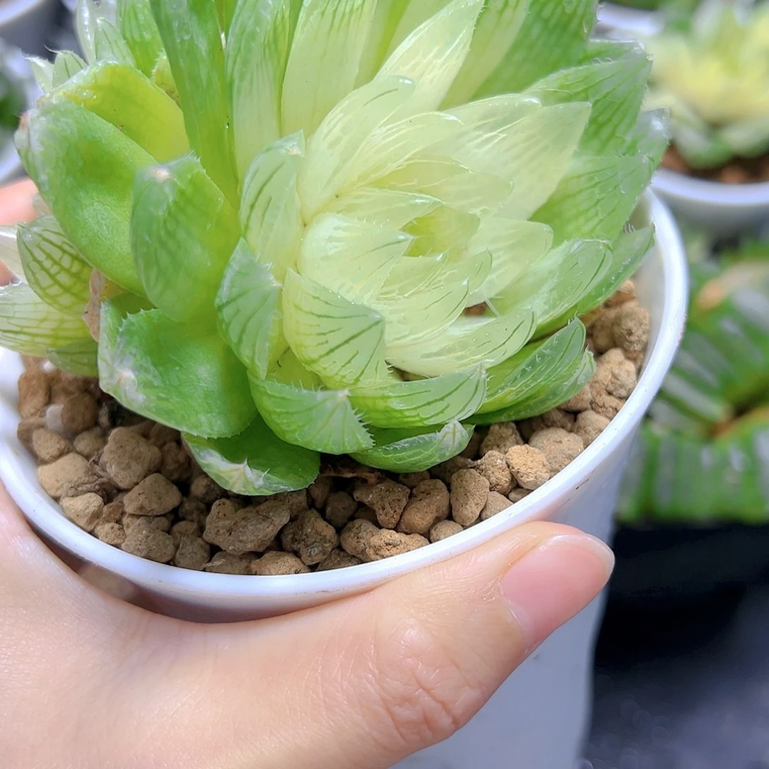 宝莲灯玉露多肉万象盆1