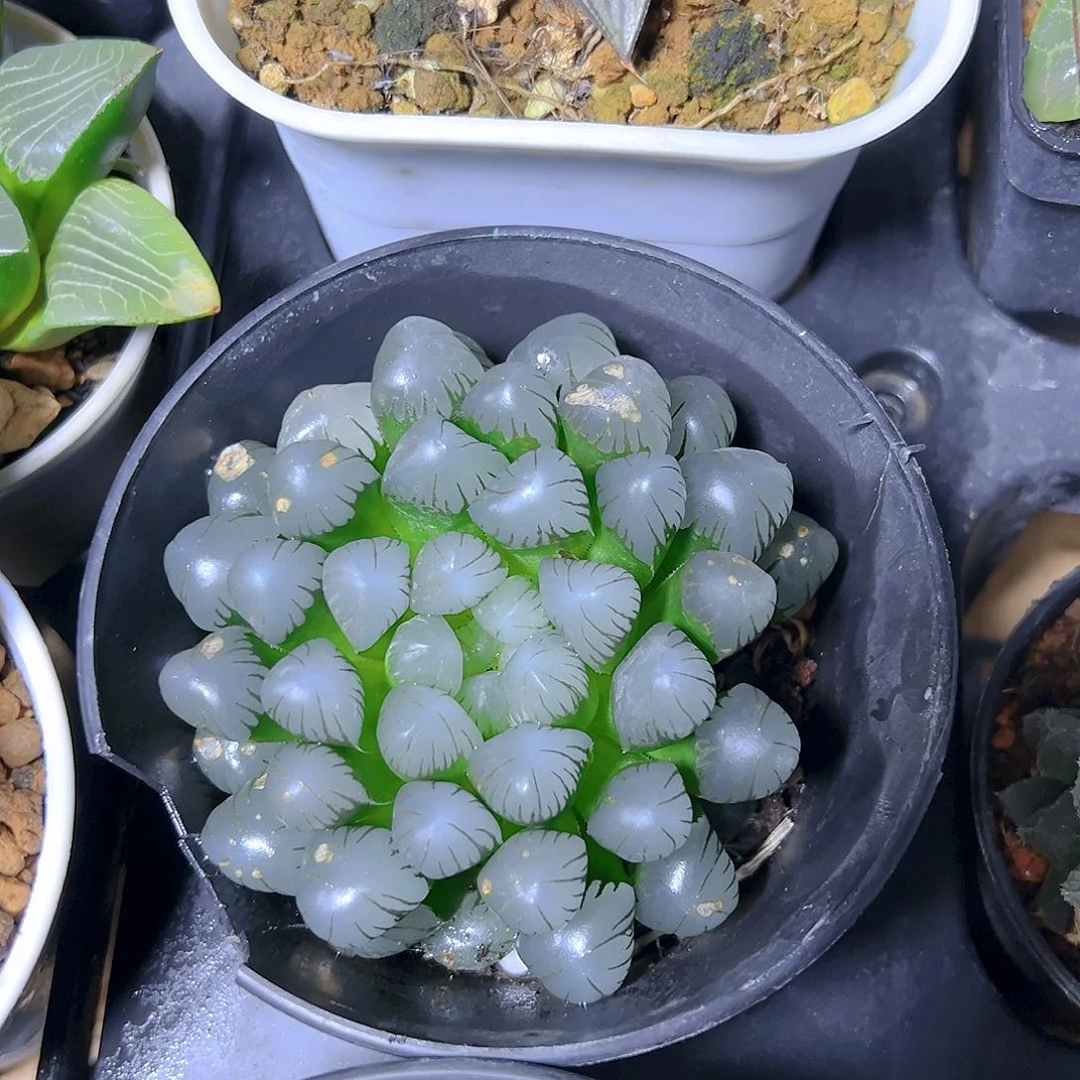 微瑕冰灯玉露多肉万象盆