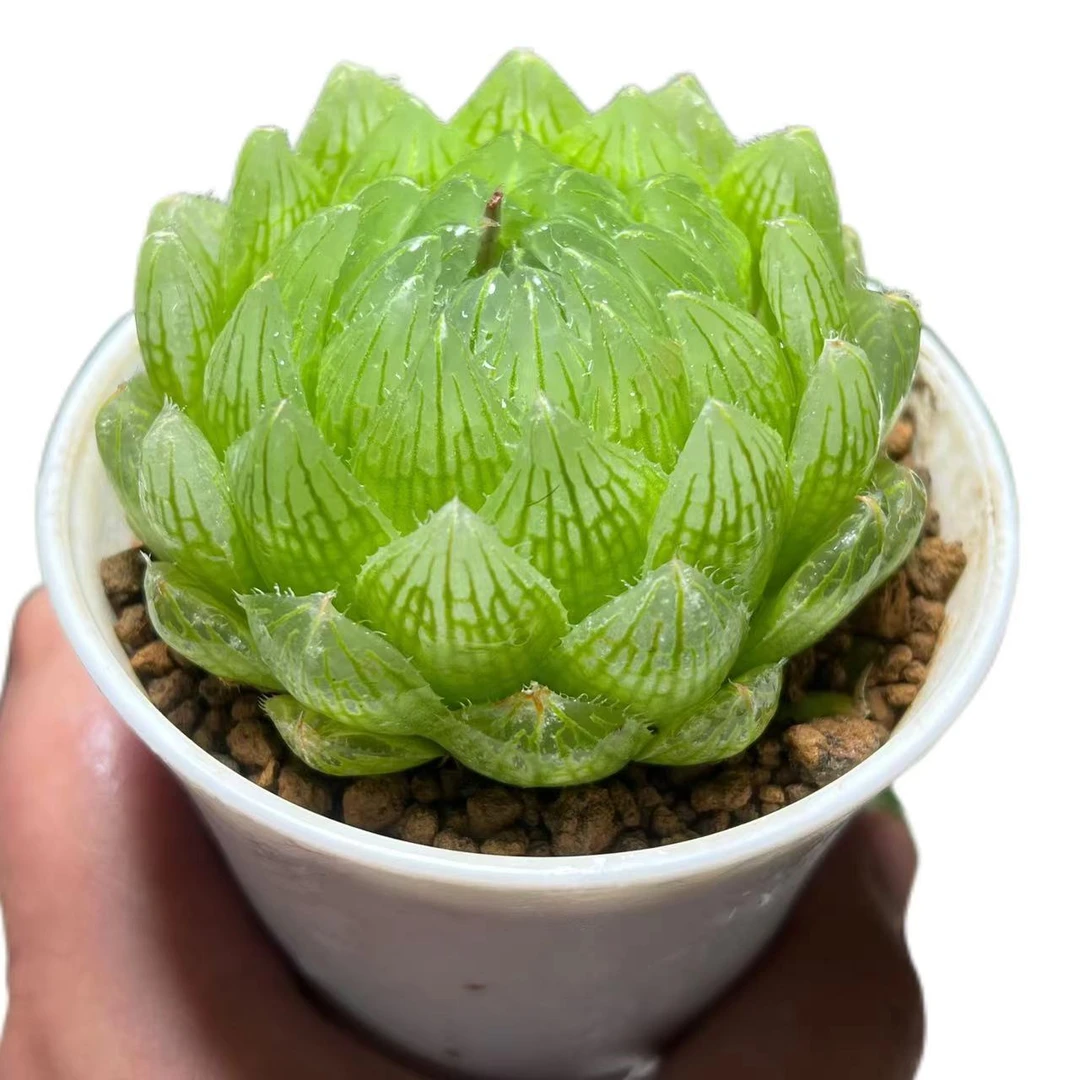 【樱水晶母本】十二卷新手好养多肉植物根系带土原盆栽培种植拍下发