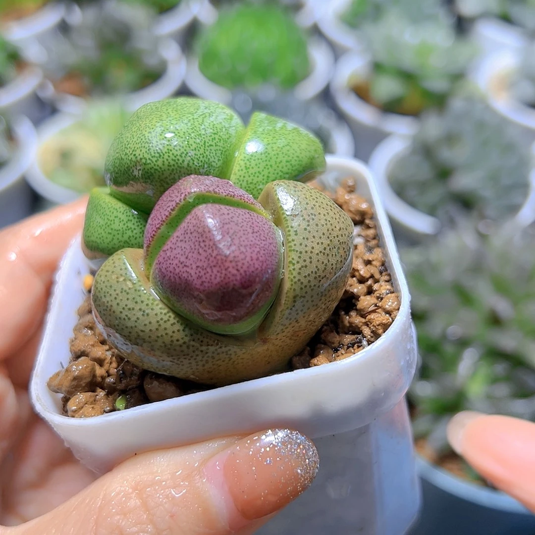 元宝多肉多肉多肉多肉一颗