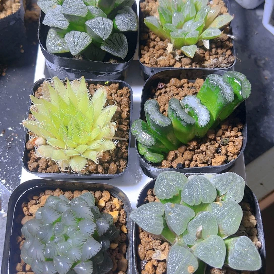 新人套餐玉露多肉