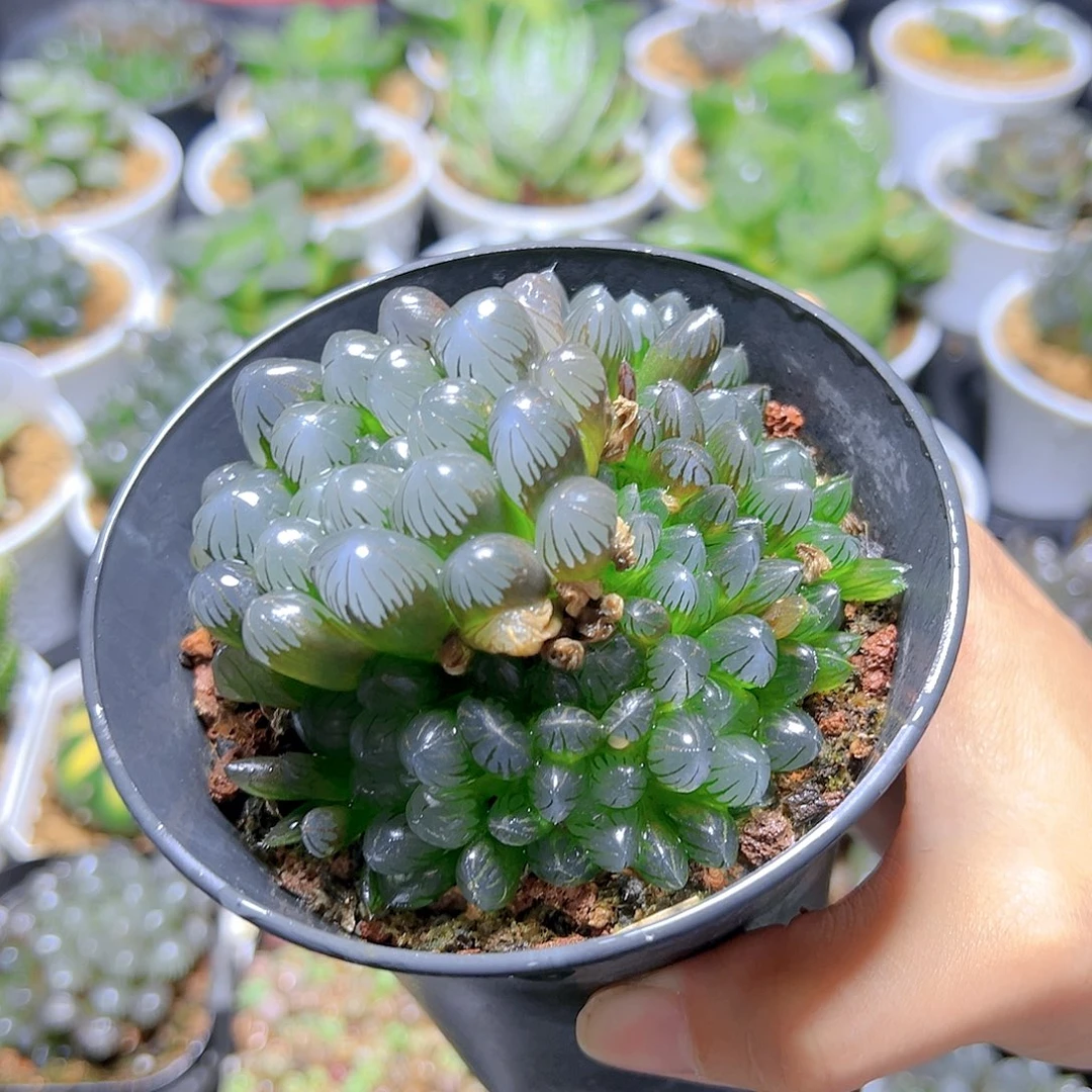 冰灯群多肉多肉万象盆