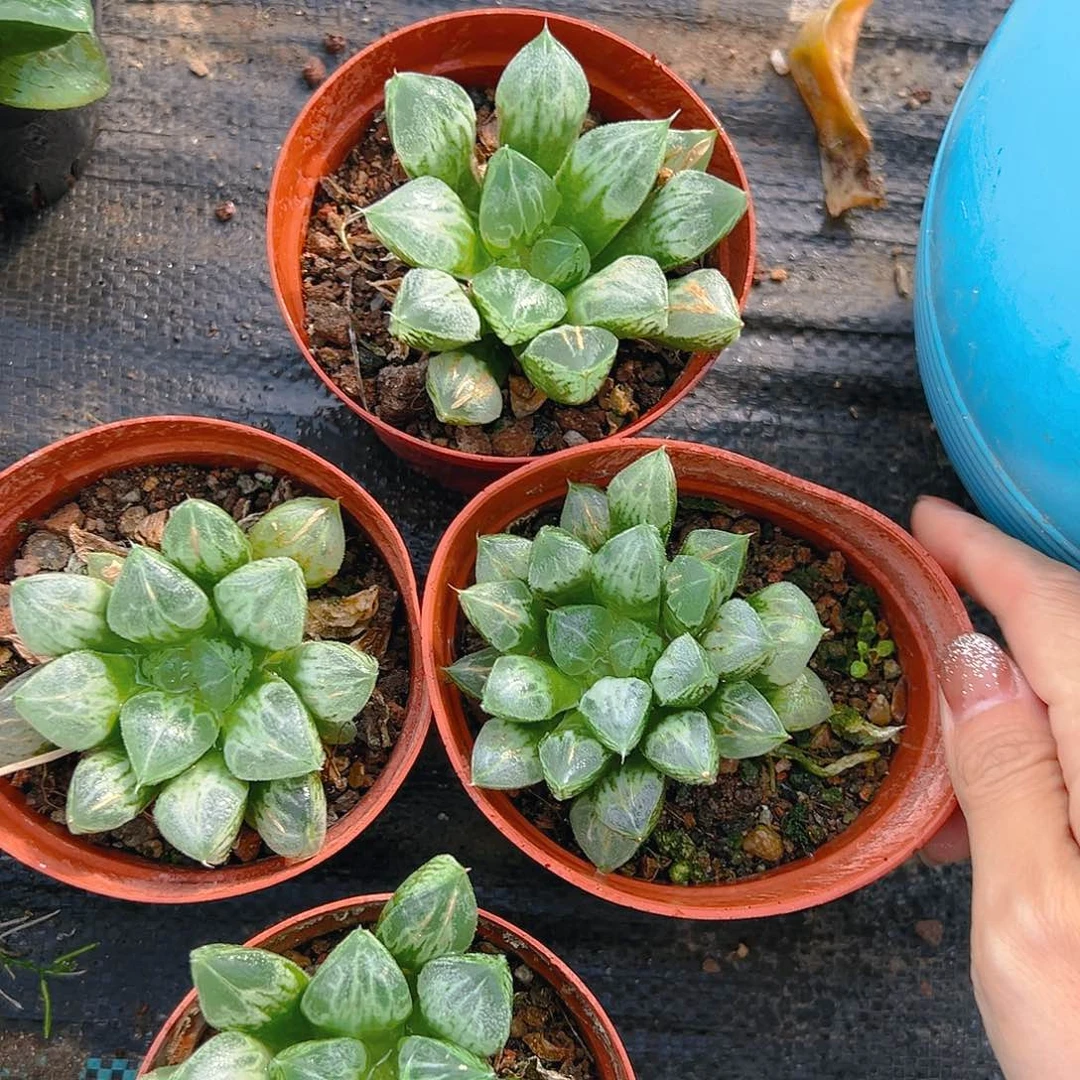 爱心寿母本玉露多肉一颗