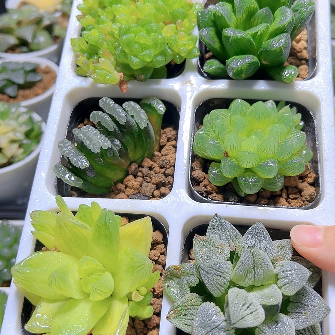 新人套餐玉露多肉01