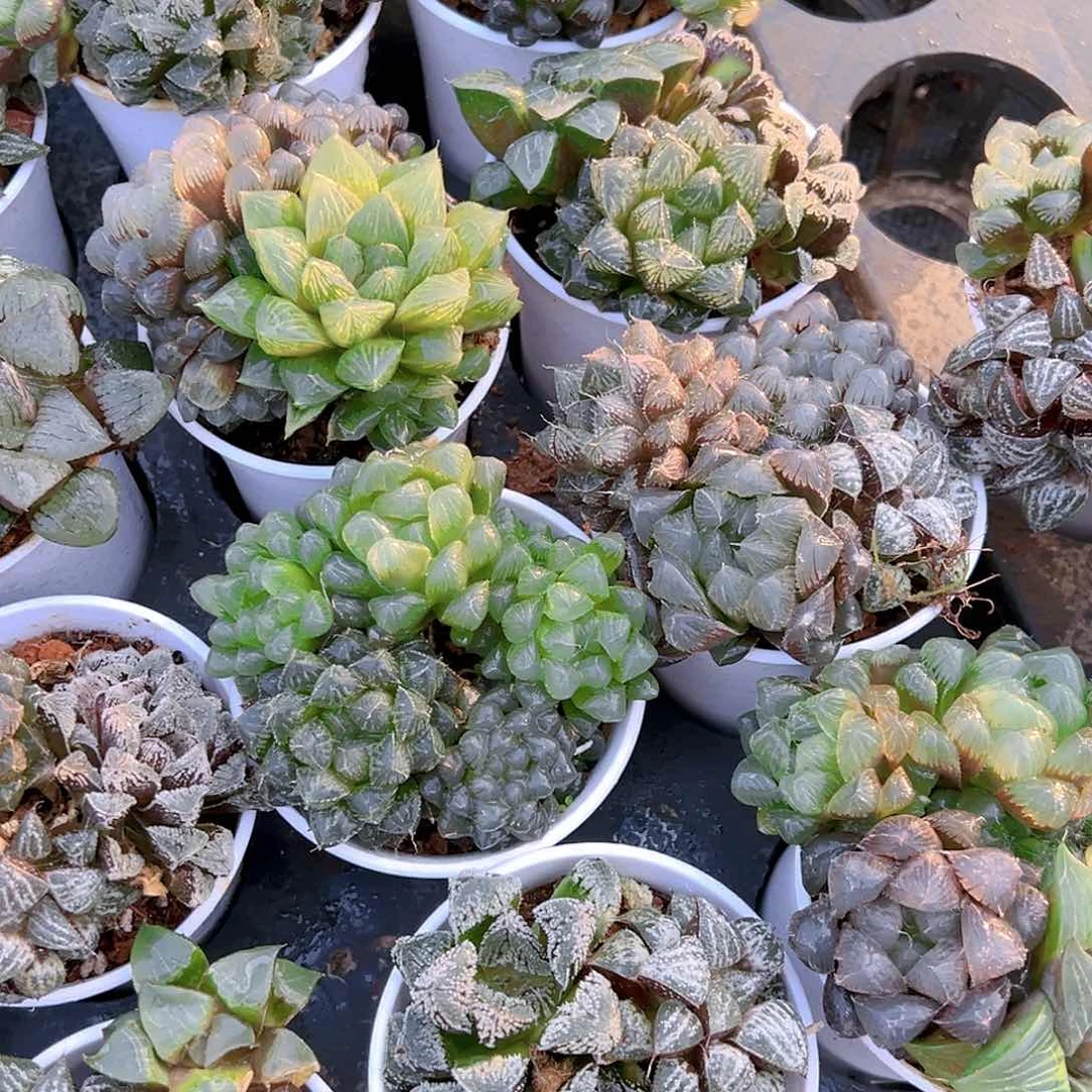 万象盆拼盘玉露多肉一颗