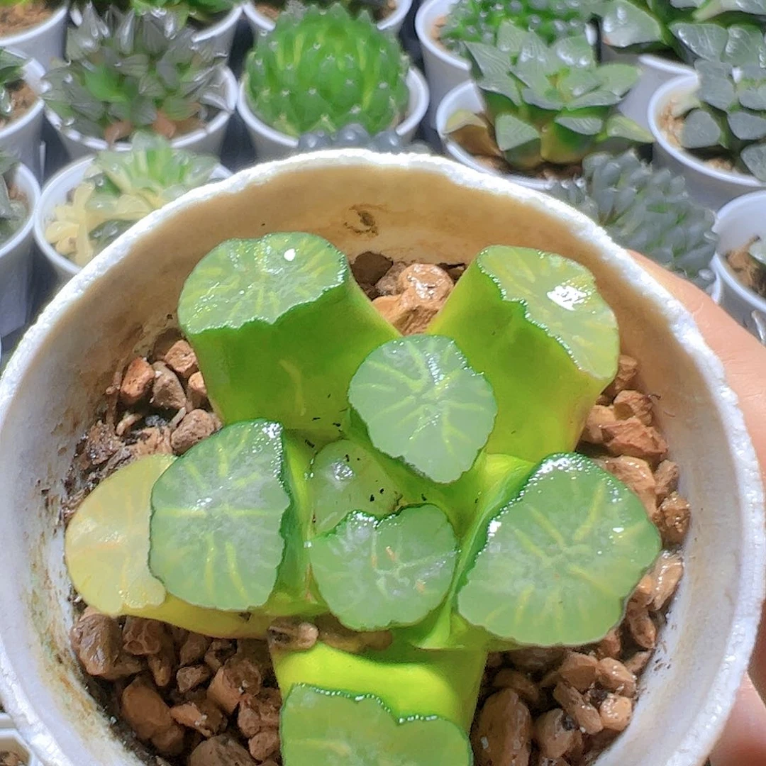 红纹大境万象多肉