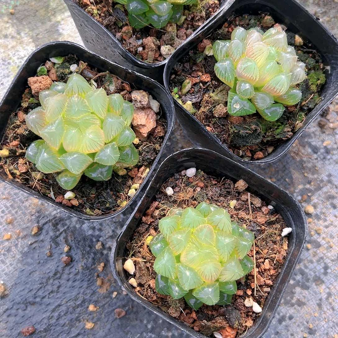 洛神玉露多肉多肉一颗