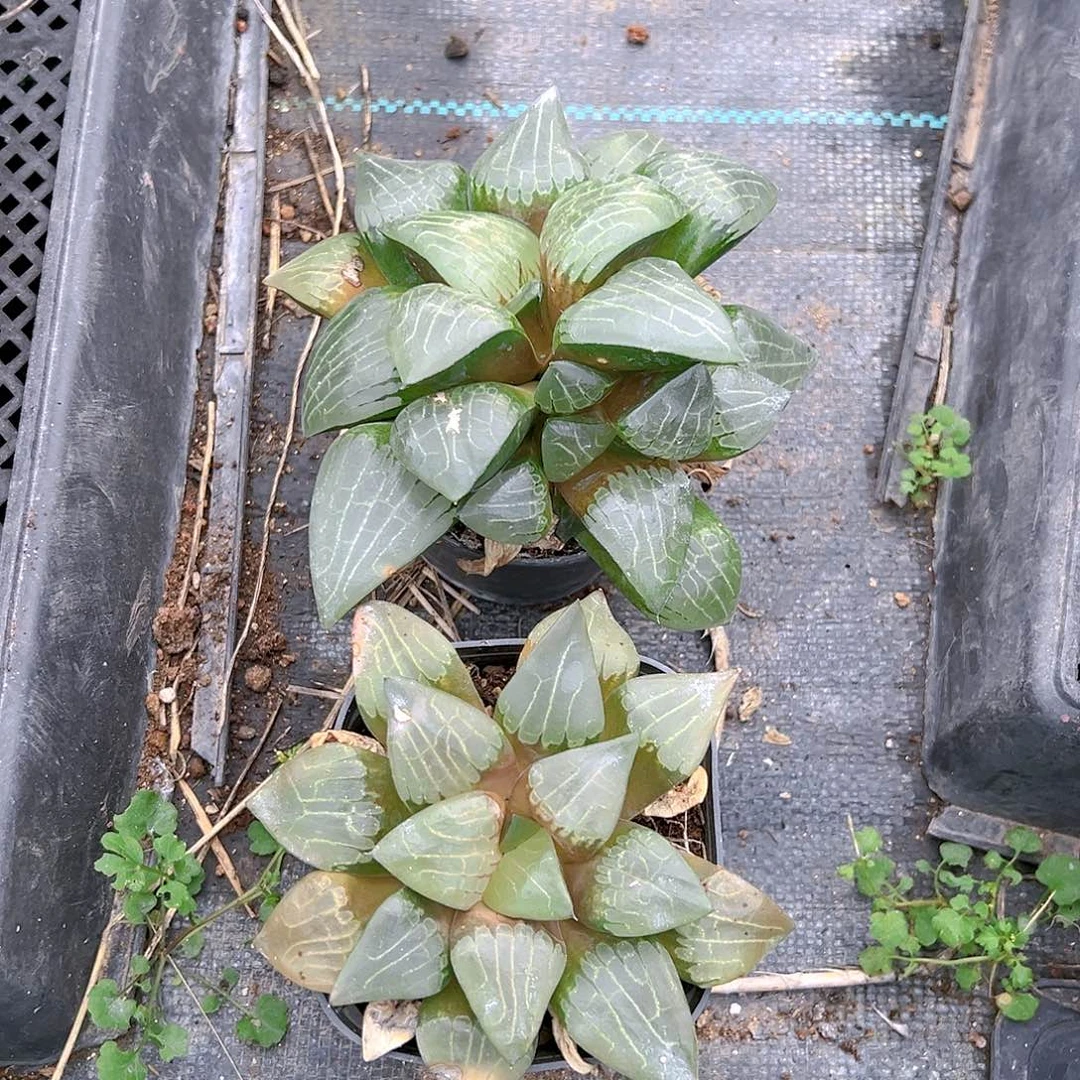 光凤玉露多肉多肉一颗