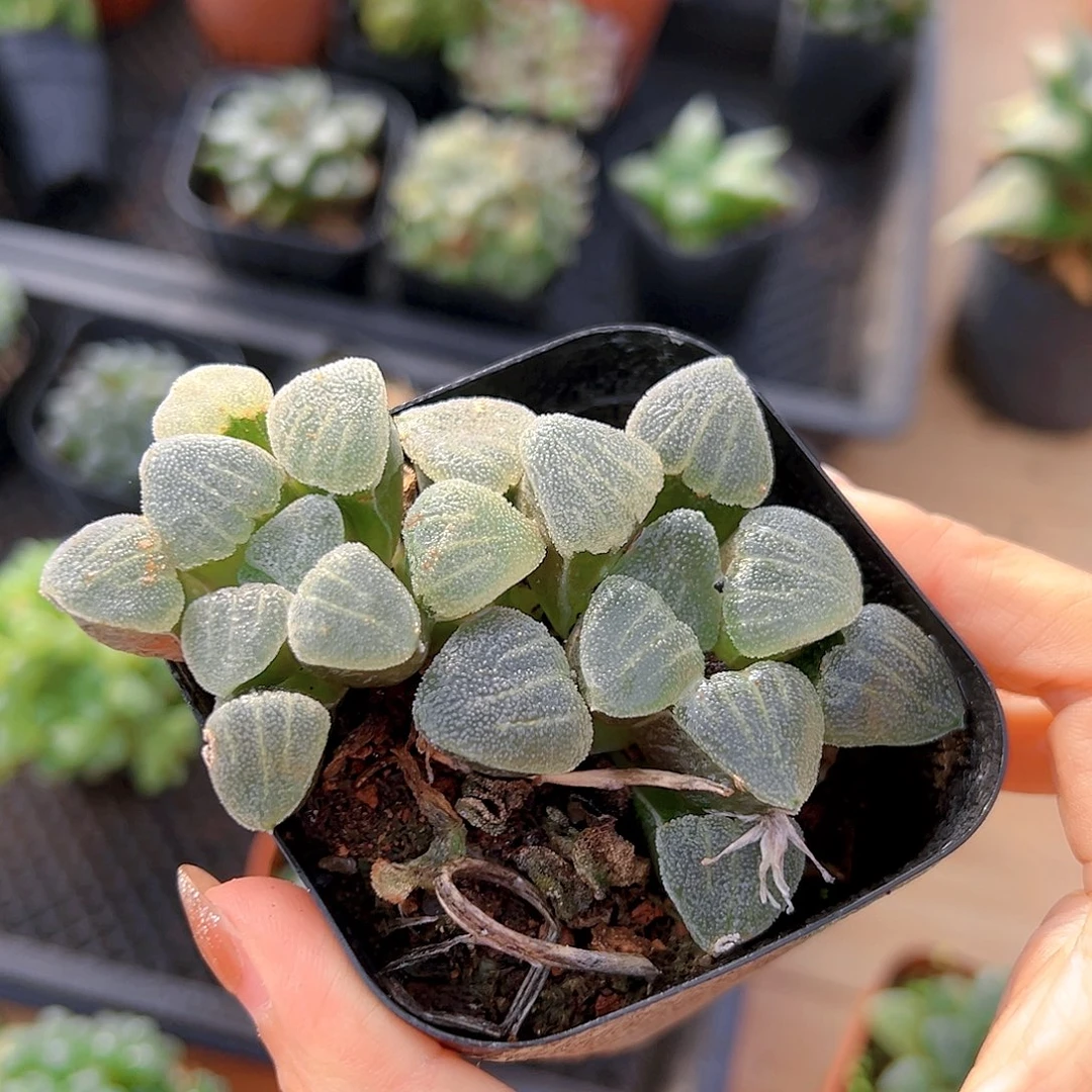 双头青瓷玉露多肉一颗