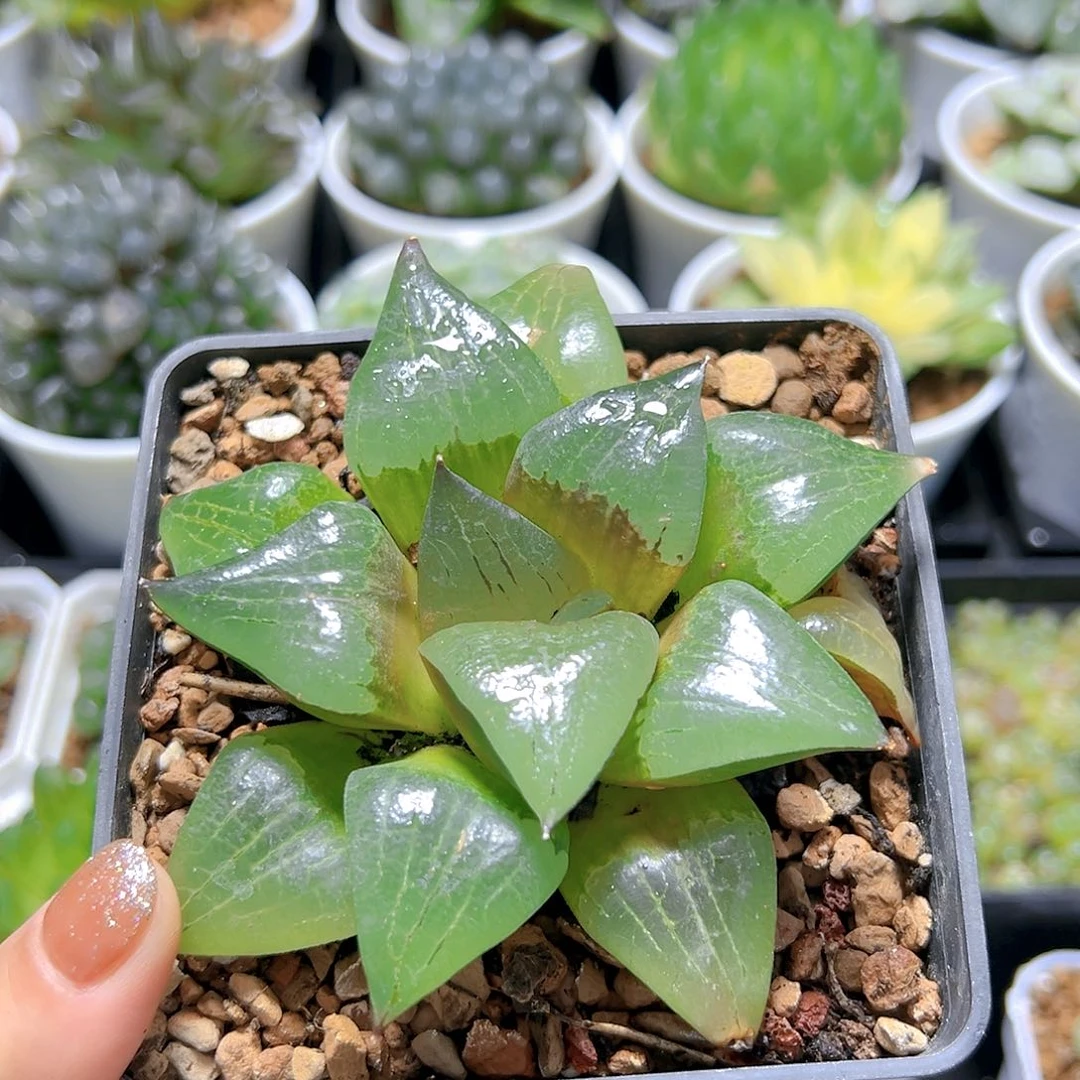啊寒湖母本玉露多肉