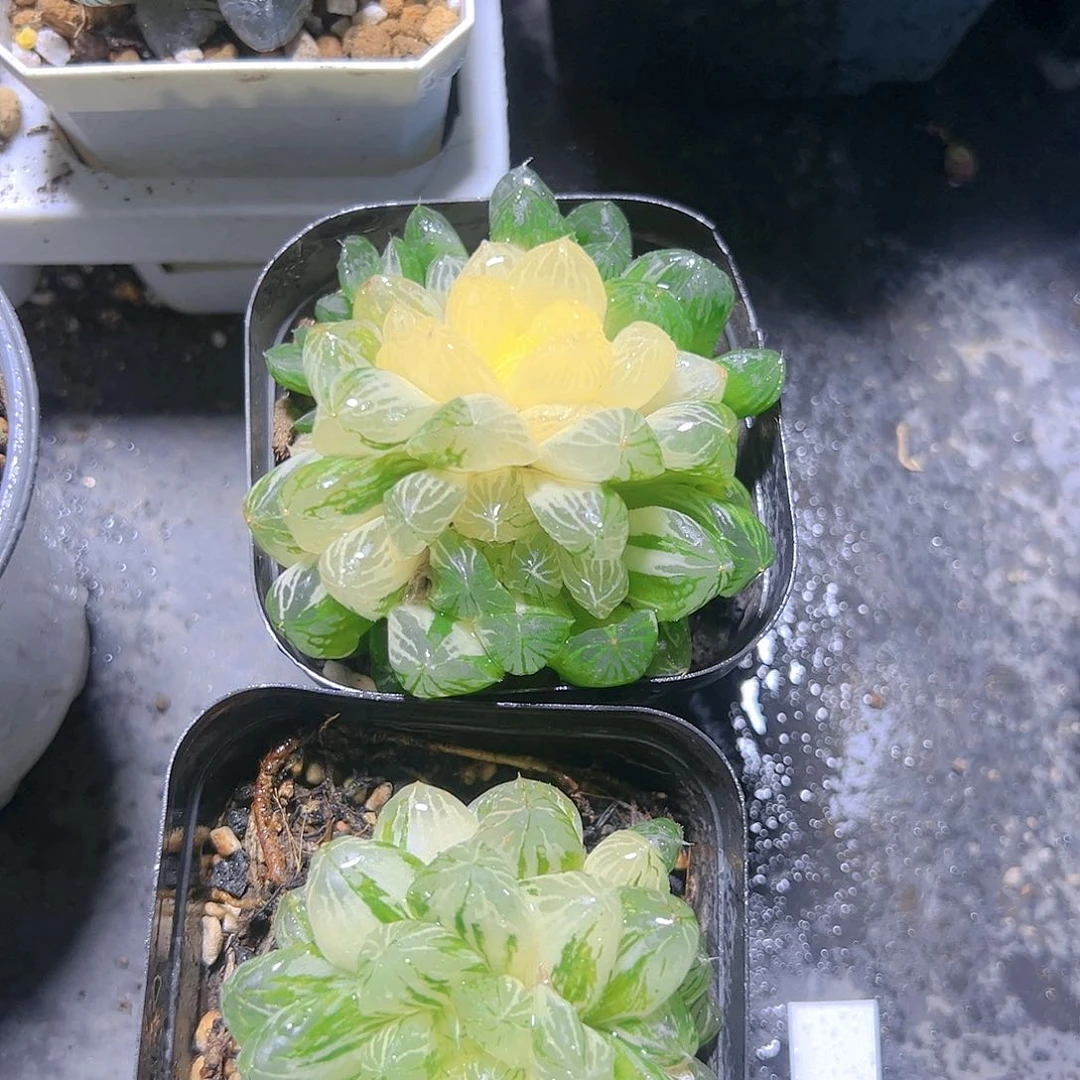 苏州玉露锦多肉一颗1