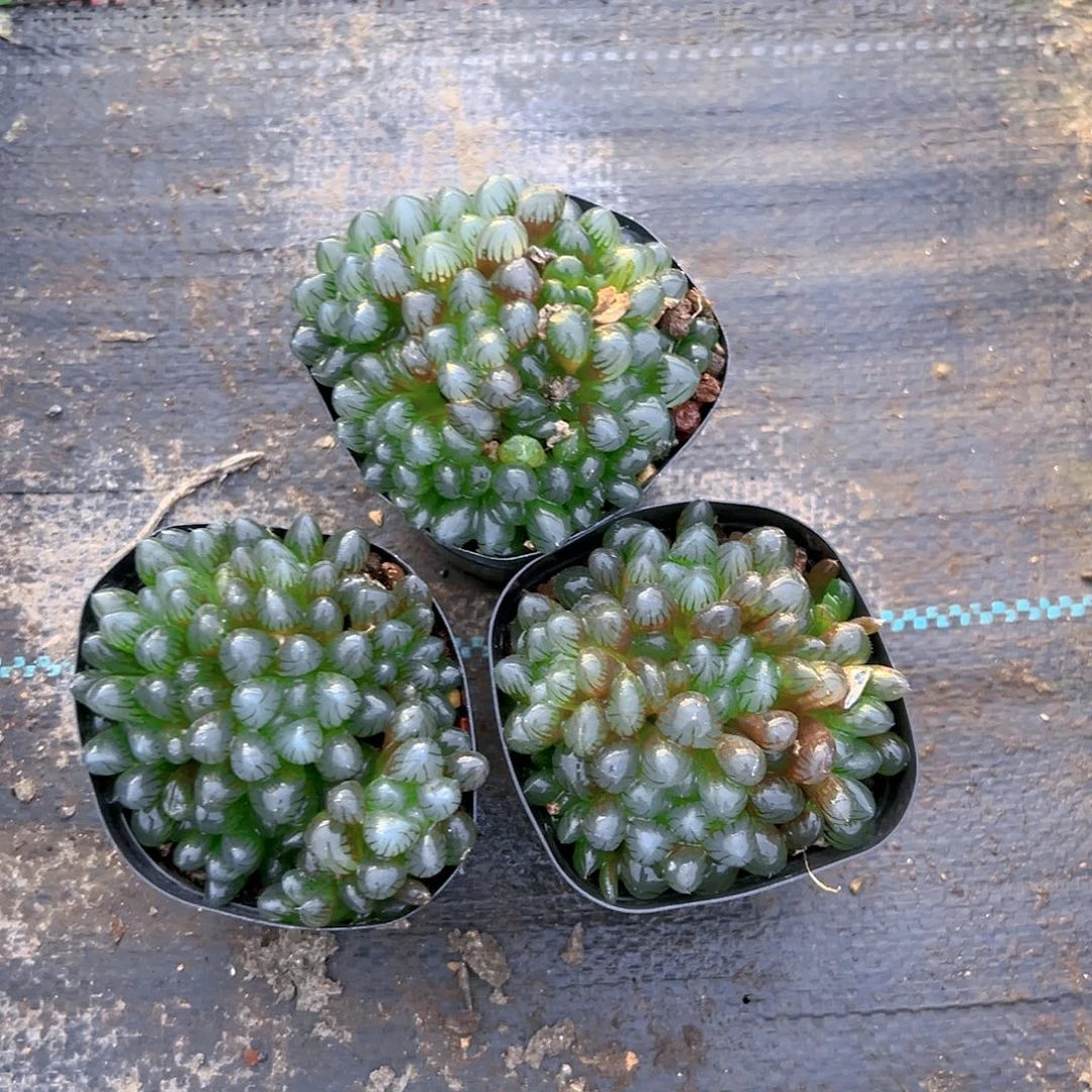 冰灯群多肉多肉一颗