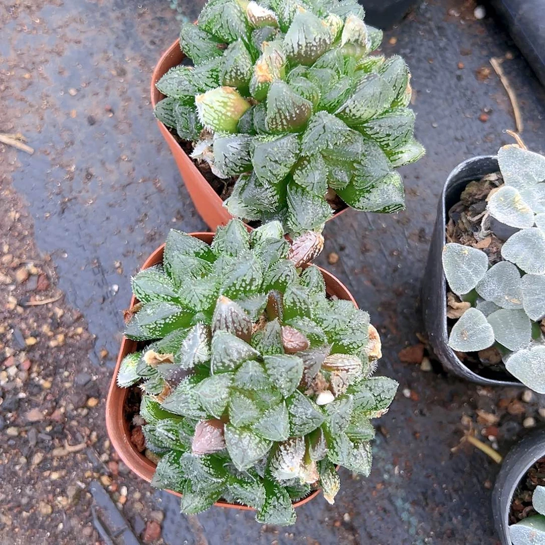 魔刺寿多肉多肉一颗