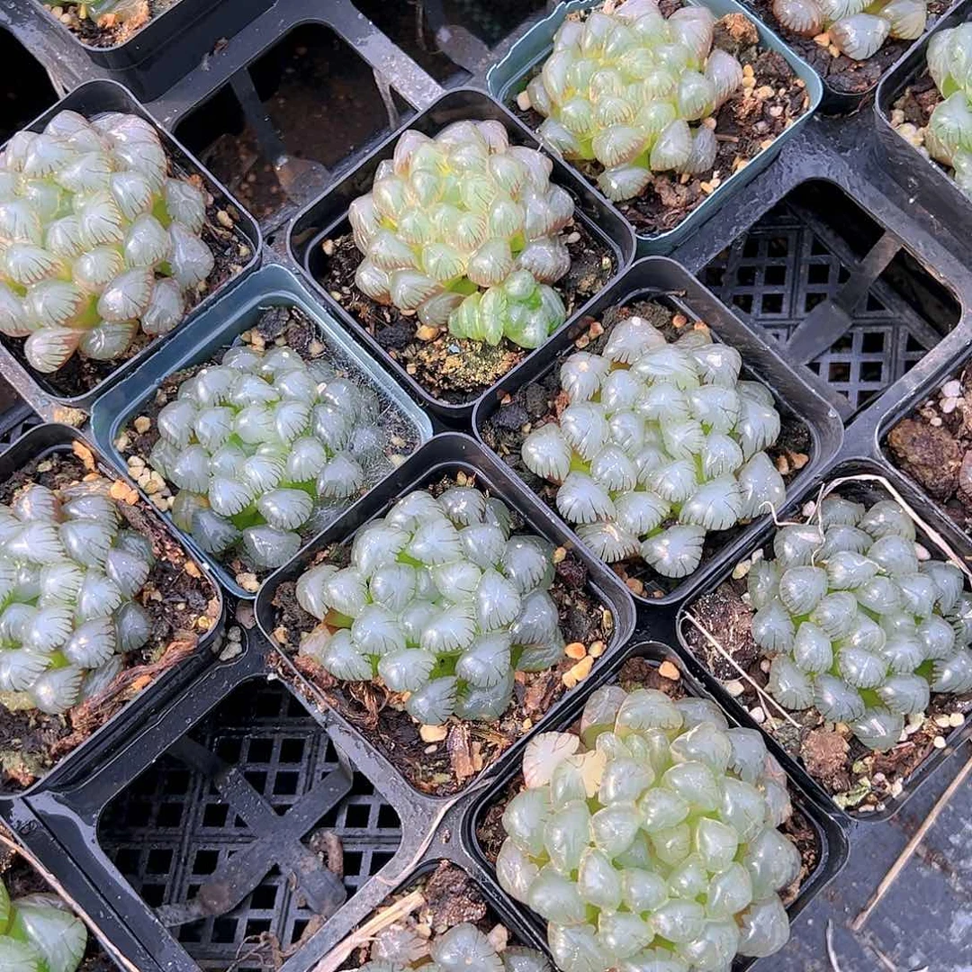 果冻OB玉露多肉一颗