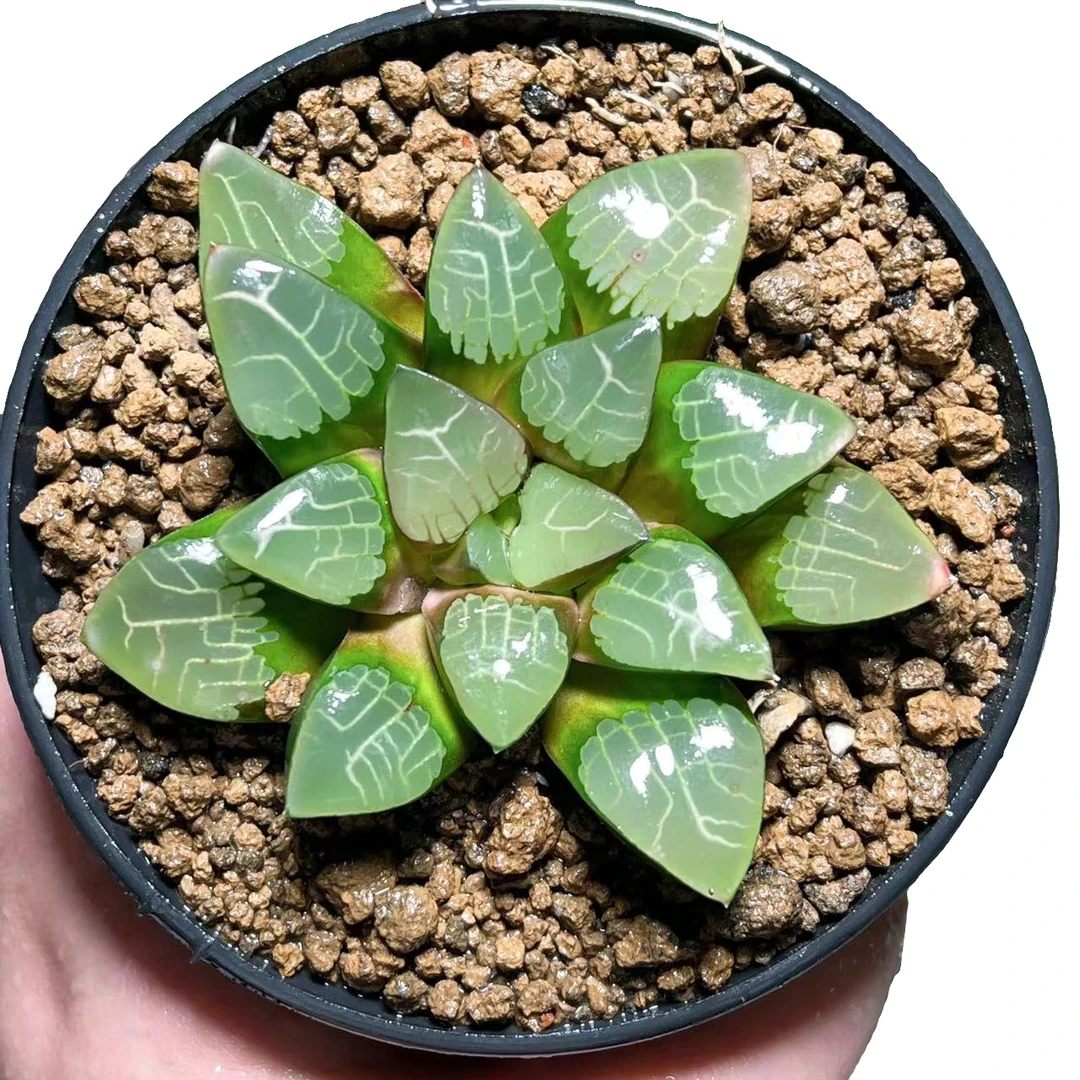 【万象盆亮窗】十二卷新手好养多肉植物根系带土原盆栽培种植拍下发