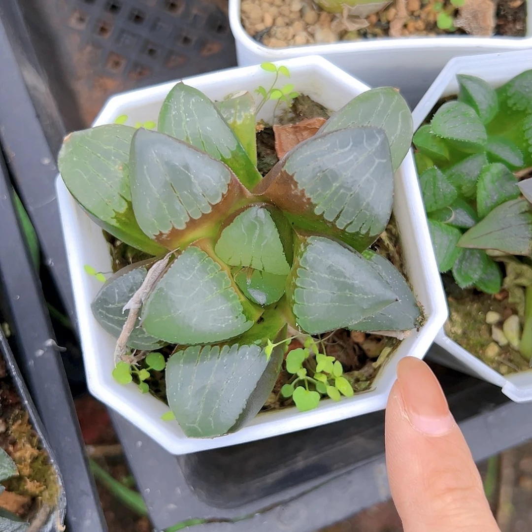 日月潭玉露多肉一颗