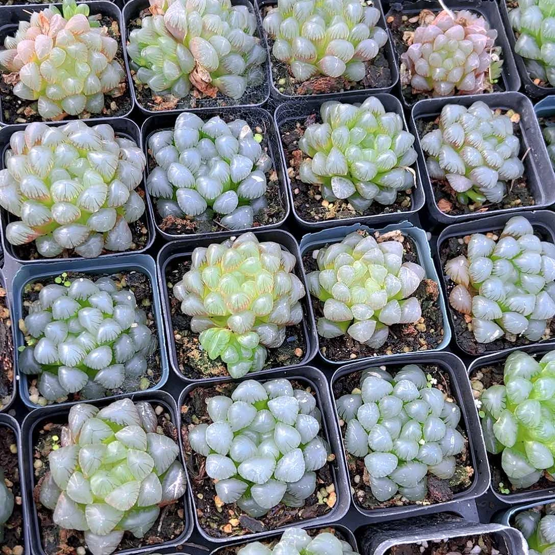 果冻OB玉露多肉一颗